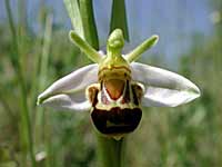 Bee Orchid