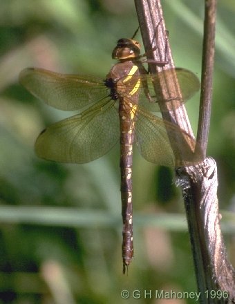 http://www.ghmahoney.org.uk/dragonfly/aegra02.jpg