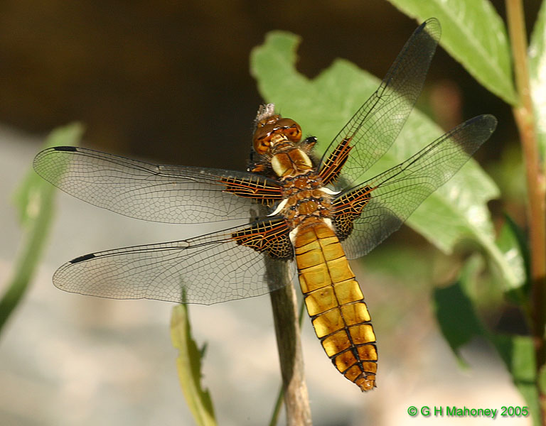 Libellula depressa (female)