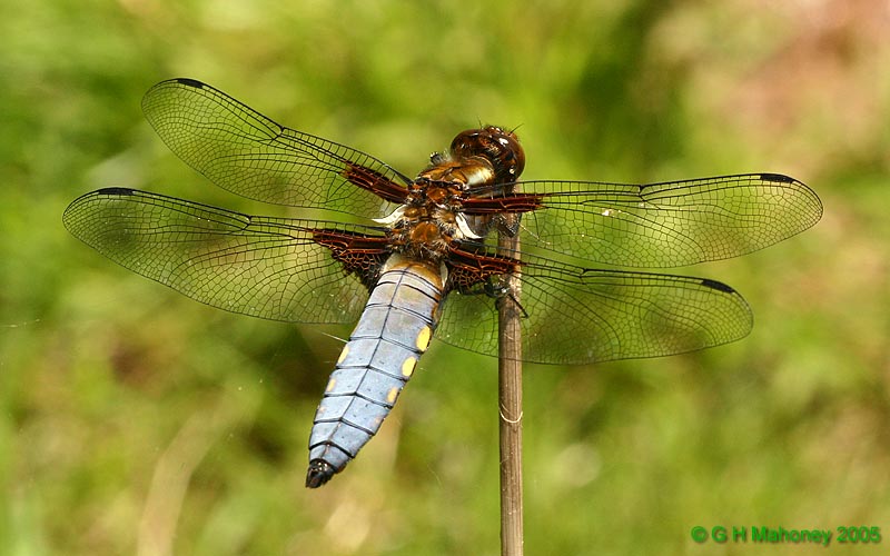 Libellula depressa